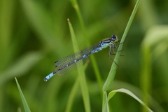 Coenagrion lunulatum