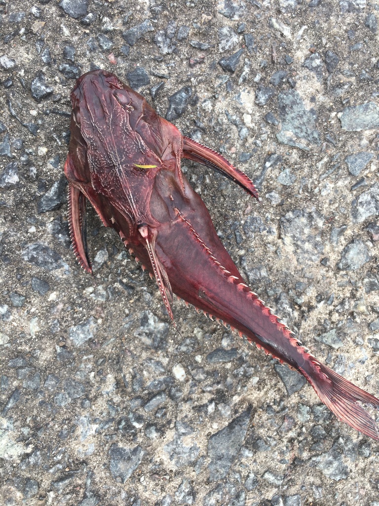 Granulated catfish (Pterodoras granulosus) — Doradidae