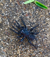 Araneae
