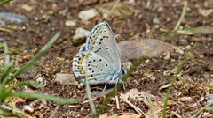 Plebejus fridayi