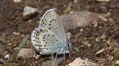 Plebejus fridayi