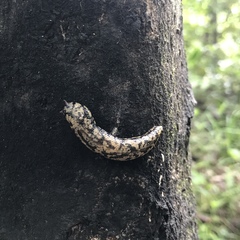 Meghimatium pictum