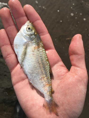 Parana sardine characin (Triportheus paranensis) — Triportheidae