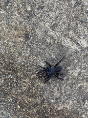 Araneae