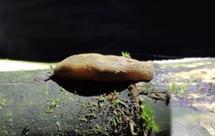 Helicarionidae