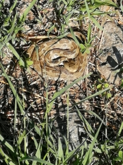 Crotalus ravus
