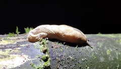 Helicarionidae