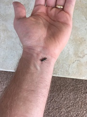 Neoclytus muricatulus