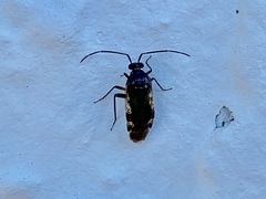 Eustictus