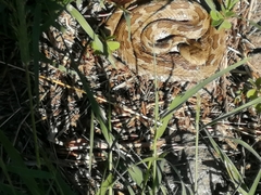 Crotalus ravus