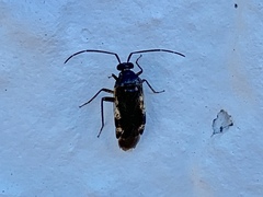 Eustictus