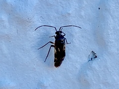 Eustictus