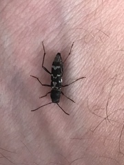 Neoclytus muricatulus