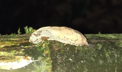 Helicarionidae