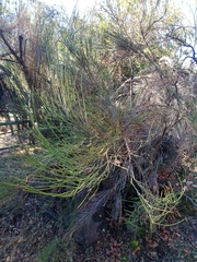 Retanilla ephedra