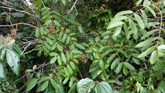 Thyrsodium spruceanum