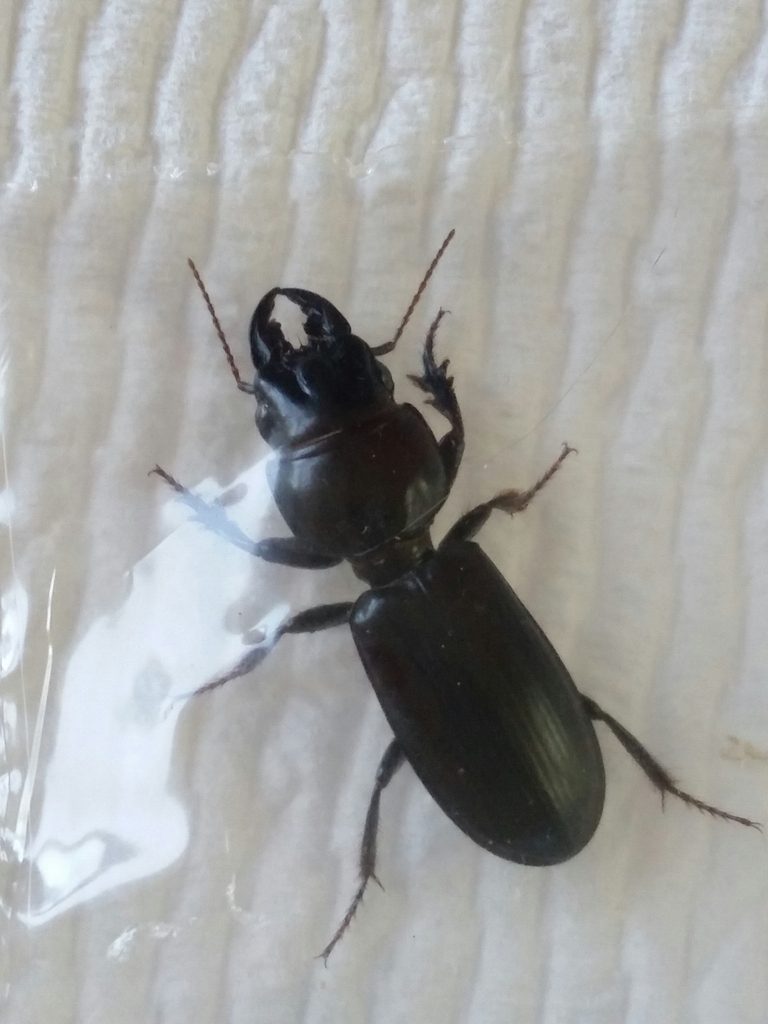 Big-headed Ground Beetle from Janesville, WI 53545, USA on June 10 ...