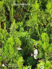 Platycladus orientalis