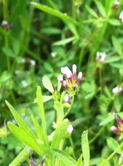 Trifolium variegatum
