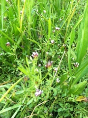 Trifolium variegatum