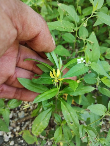 Cleome hemsleyana (Cleome hemsleyana)