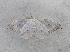 Drepana pallida