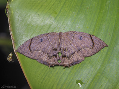 Orudiza angulata