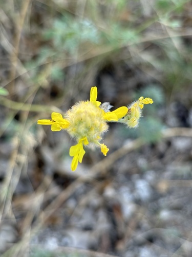Image of Dalea aurea by (c) Samantha Knight, some rights reserved (CC BY)