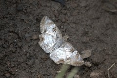 Antigonus emorsa