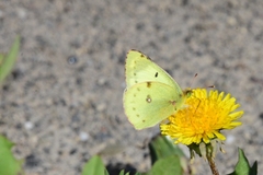Colias hyale
