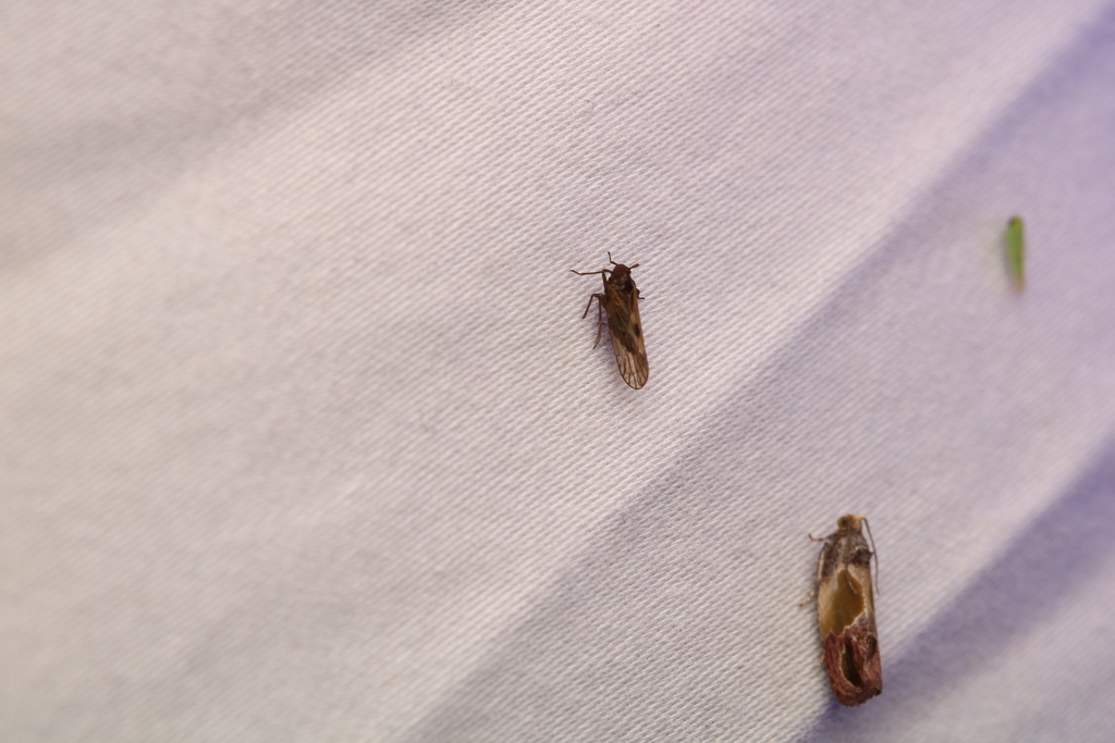 Delphacid planthopper