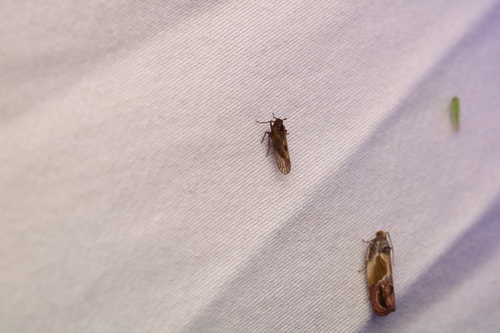 Delphacid planthopper