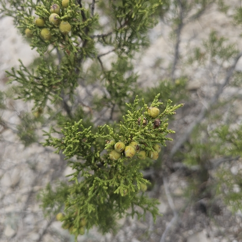 Image of Juniperus pinchotii by (c) Indio Brown, some rights reserved (CC BY)