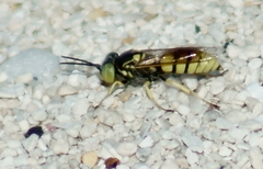 Microbembex monodonta
