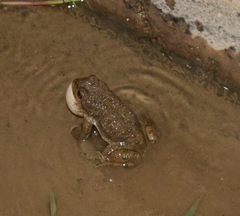 Bufotes turanensis