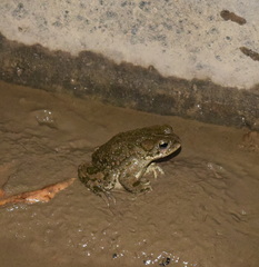 Bufotes turanensis