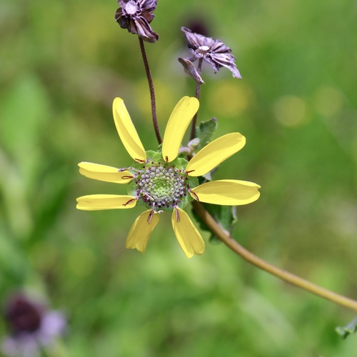 Image of Berlandiera pumila by (c) Michelle W. （鍾偉瑋）, some rights reserved (CC BY)