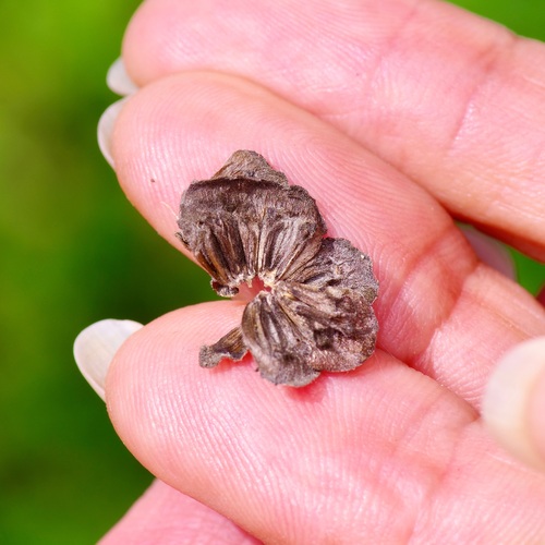 Image of Berlandiera pumila by (c) Michelle W. （鍾偉瑋）, some rights reserved (CC BY)