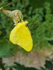 Phoebis philea philea