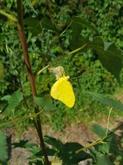 Phoebis philea philea