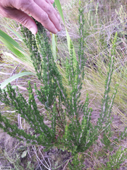 Erica triflora