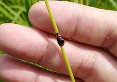 Physosmaragdina nigrifrons