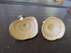 Microporellus