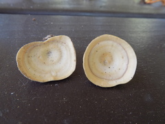 Microporellus