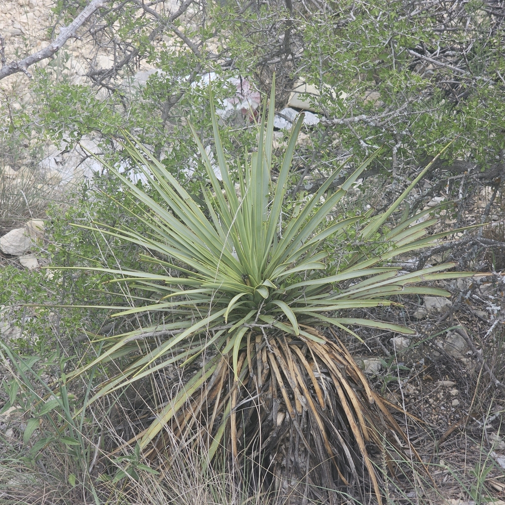 Yucca thompsoniana, Sheffield, TX 79781, USA