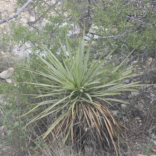 Yucca thompsoniana