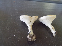 Microporellus