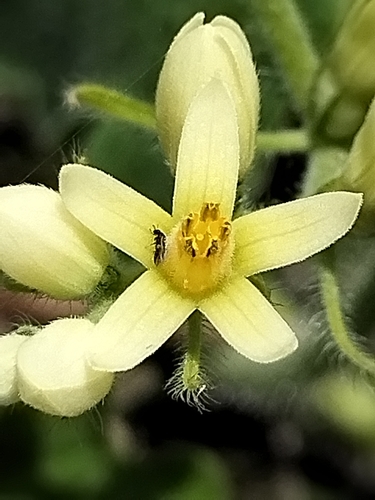 Gronovia scandens (Gronovia scandens)