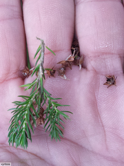 Erica triflora