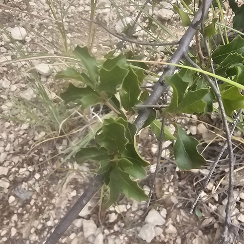 Image of Quercus vaseyana by (c) Indio Brown, some rights reserved (CC BY)